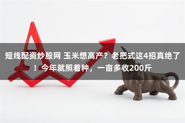 短线配资炒股网 玉米想高产？老把式这4招真绝了！今年就照着种，一亩多收200斤